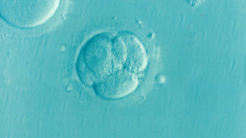 zarodek w stadium czterokomórkowym