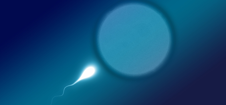 grafika przestawiająca plemnik zbliżający się do komórki jajowej