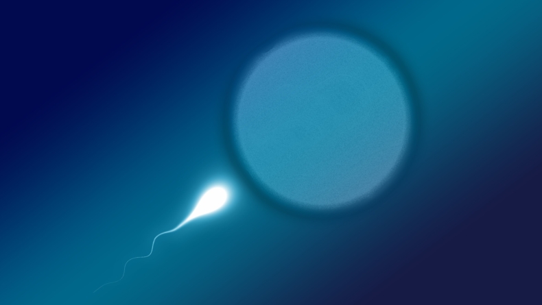 grafika przestawiająca plemnik zbliżający się do komórki jajowej